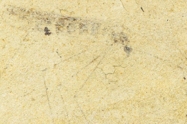 Detailed Fossil Crane Fly (Tipula) - France #256799